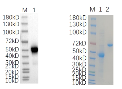 Reducing 4%-20% SDS-PAGE (CBB stained) and WB (Anti-His Mouse Monoclonal antibody) analysis profiles of purified NOTCH3.
1. NOTCH3: 1 μg
2. BSA: 1 μg